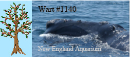 Right whale Wart #1140