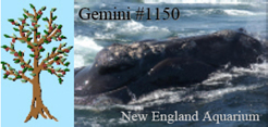 Right whale Gemini's Family Tree
