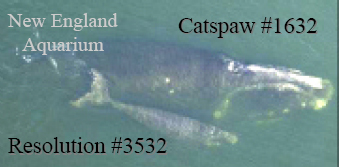 Resolution and Catspaw in 2005