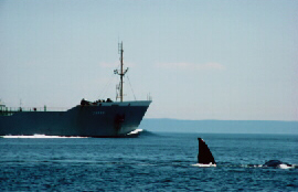right whale in shipping lane in Bay of Fundy