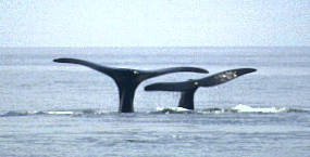 mother and calf right whale diving